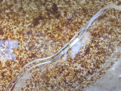 Agate Hazel Serigraph Glass.