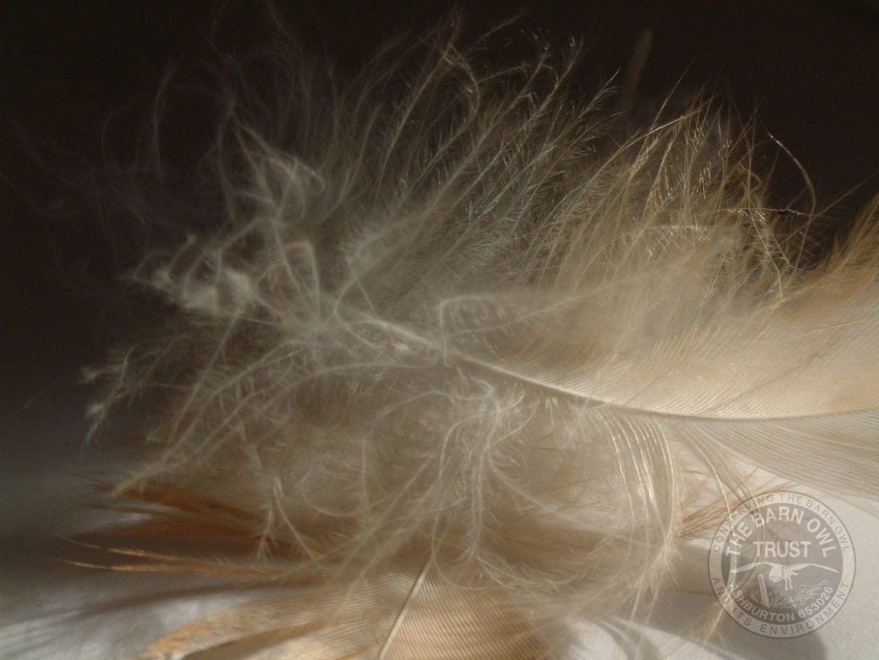 Barn owl feather ©MelanieLindenthal.