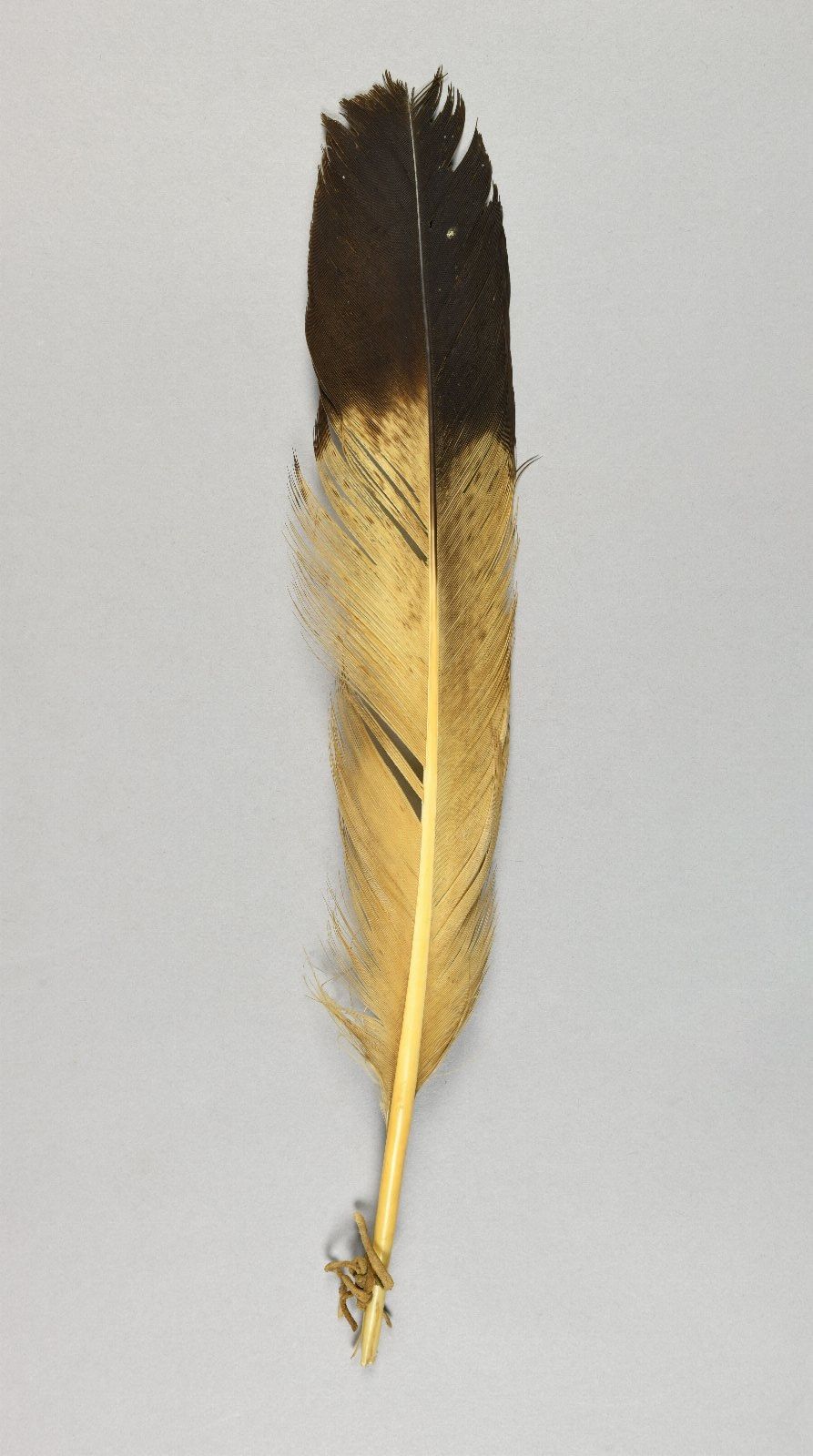 Eagle feather from Penn Museum Collection.