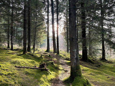 Mendip woodlands.